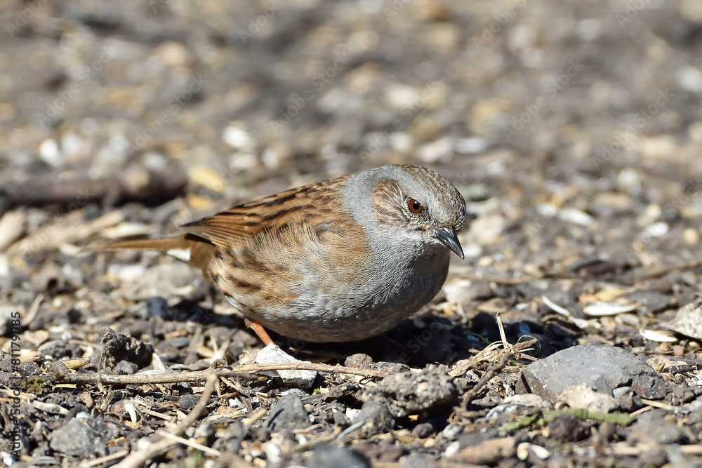 Dunnock (Prunella modularis) Dunnock (Prunella modularis)