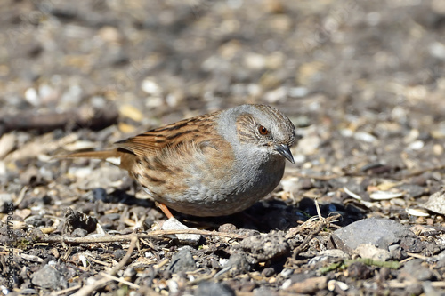 Dunnock (Prunella modularis)