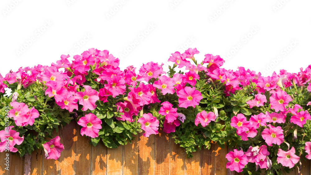 pink flowers isolated