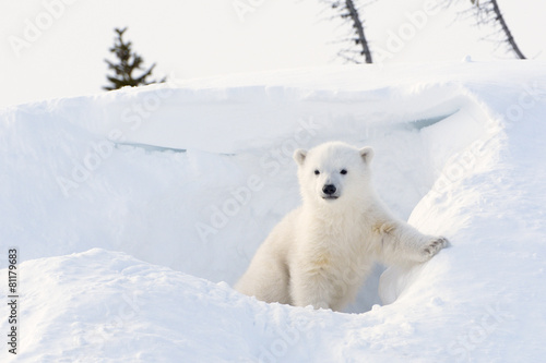 Canvas Print Polar bear cub coming out den, Wapusk N.P.
