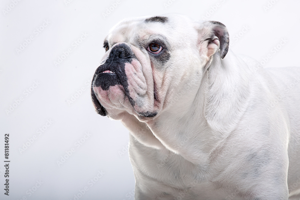 Bulldog inglese su sfondo bianco