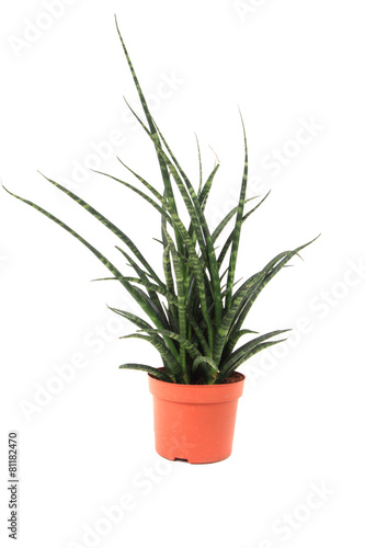 Sansevieria plant