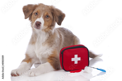 Australian Shepherd Welpe mit Erste Hilfe Set