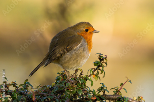 Robin