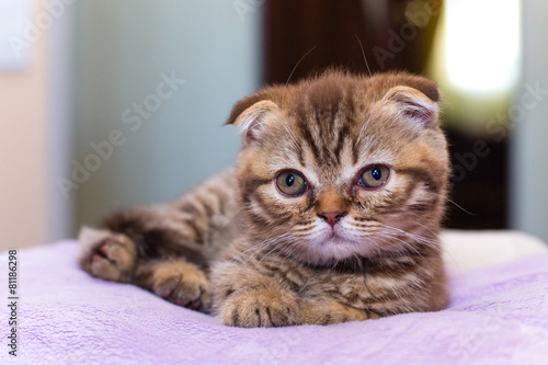 Scottish kitten lying on a pink pillow at home © angor75