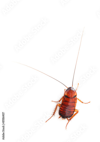 cockroach isolated