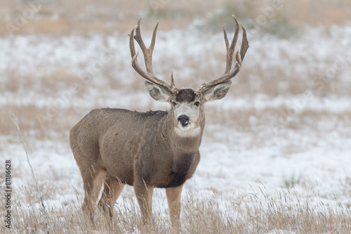 Mule Deer Buck in snow © natureguy