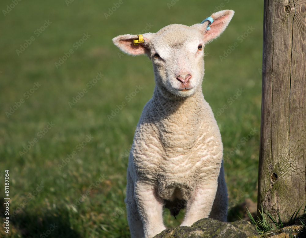 Fototapeta premium Cute Spring Lambs, West Yorkshire