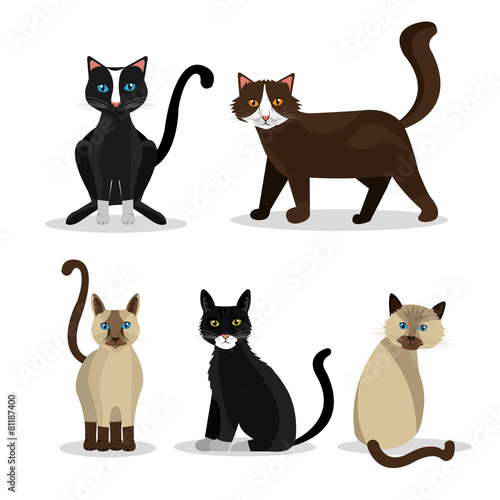Pet design.