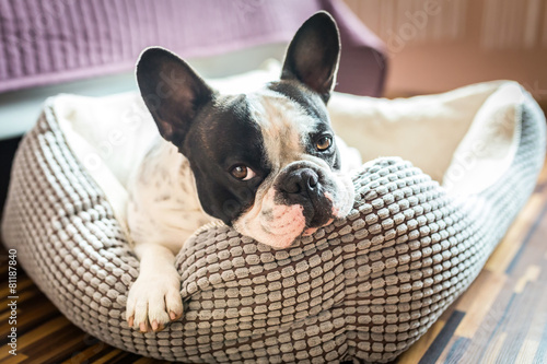 Photo Adorable french bulldog on the lair