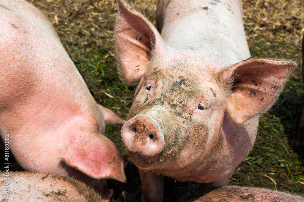 dirty pig in mud on the farm looking the camera dirty pig in mud on the farm looking the camera