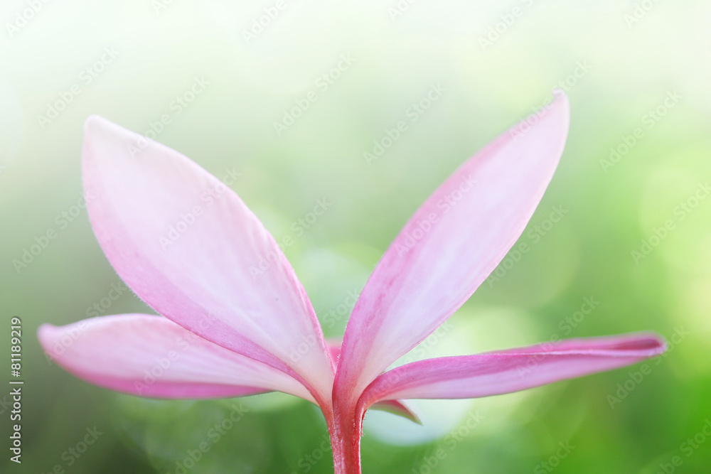 Fototapeta premium Plumaria flower