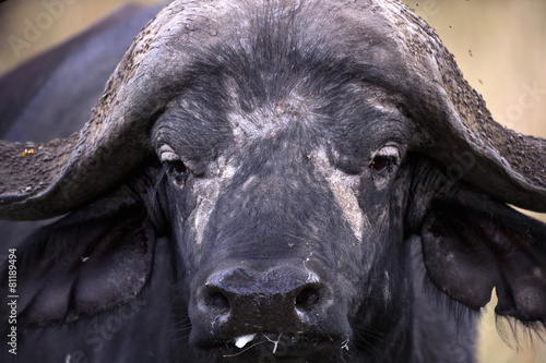 African buffalo Masai Mara park (Africa)