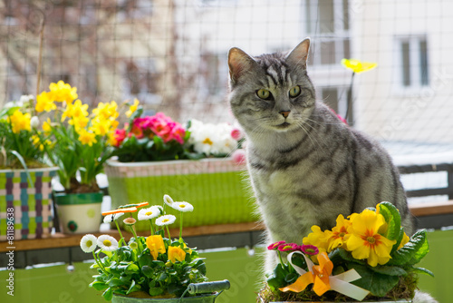 Fototapeta Naklejka Na Ścianę i Meble -  Katze am Balkon