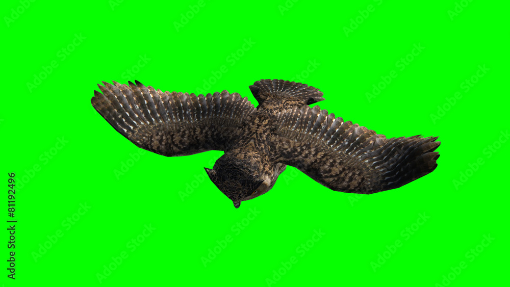 Fototapeta premium Owl in fly - seperated on green screen