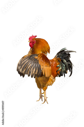 Beautiful rooster.