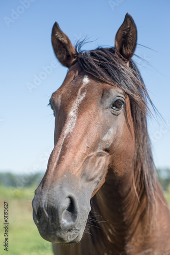 Potrait of a Polo Horse, Traveling Argentina. © diegocardini