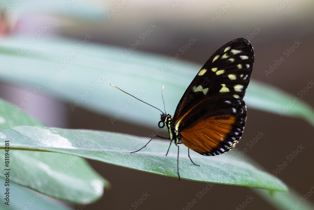Fototapeta premium Tiger Longwing butterfly