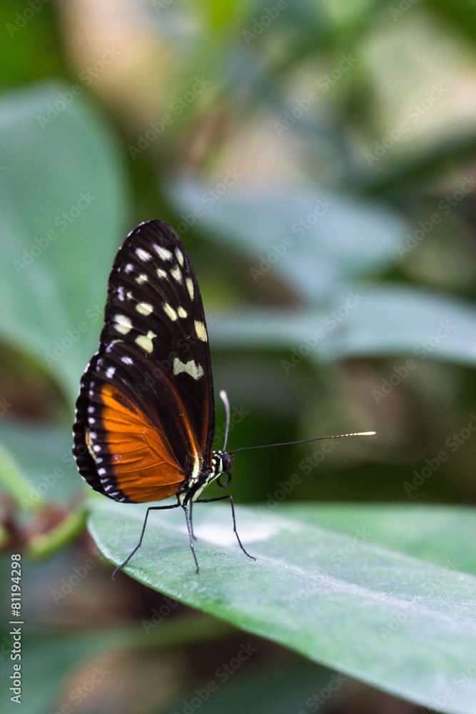 Tiger Longwing butterfly