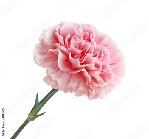 Pink Carnation Flower photo