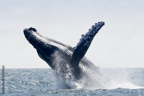 Humpback Whale jumping in Puerto Lopez, Ecuador photo