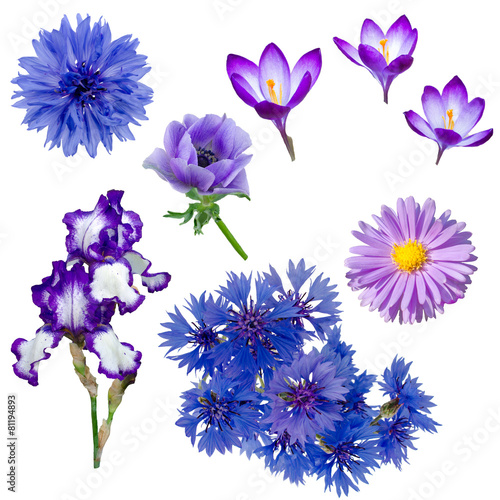 Fototapeta Naklejka Na Ścianę i Meble -  Collection of purple and blue flowers