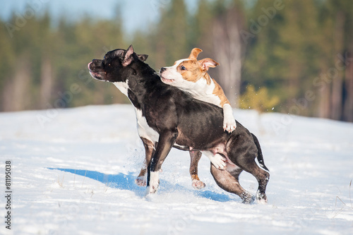 Two american staffordshire terrier dogs  playing in winter photo