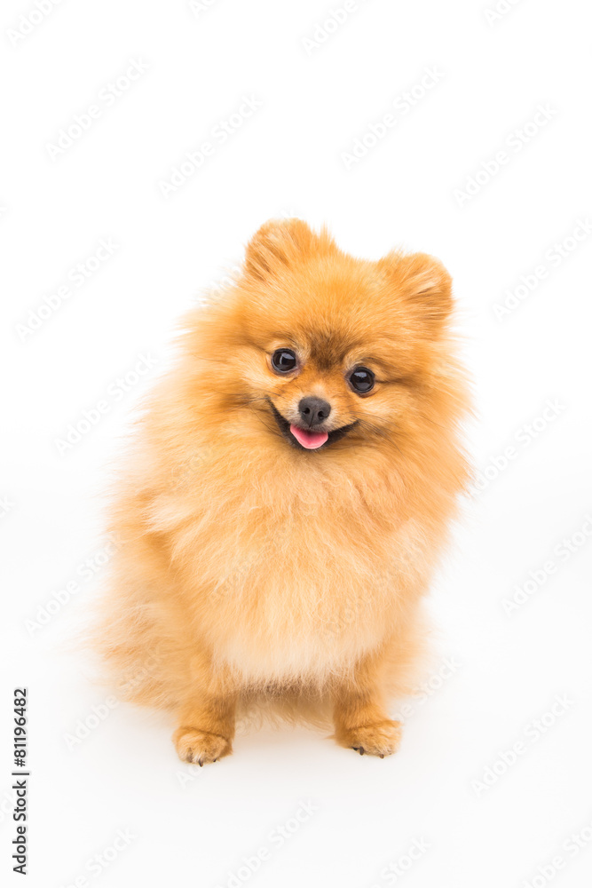 Pomeranian dog isolated on white