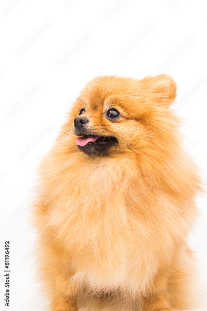 Pomeranian dog isolated on white Pomeranian dog isolated on white