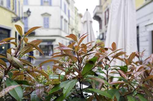 Artificial bush for city decoration. Color image