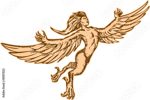 Harpy Flying Front Etching photo