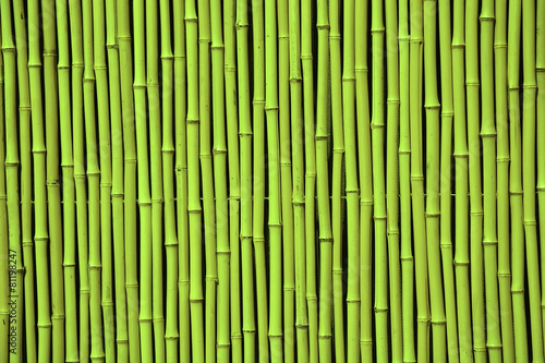 Green bamboo. Picture can be used as a background