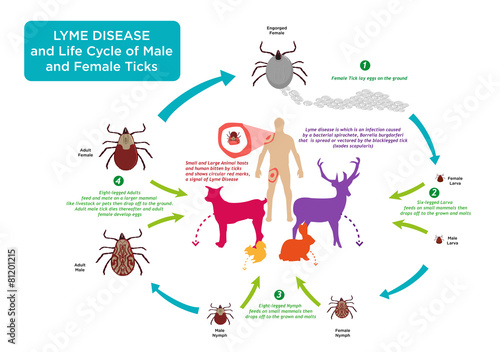Tick Bug Life Cycle and Lyme Disease photo