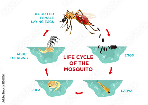 Life Cycle of a Mosquito. Household Pest.