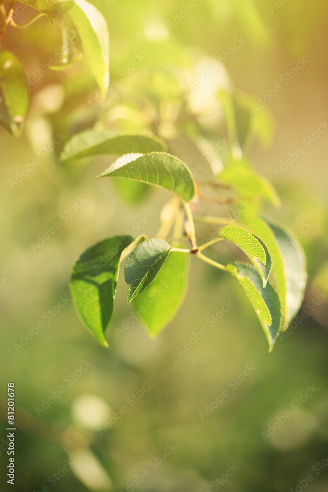 Green leaves with sun rays