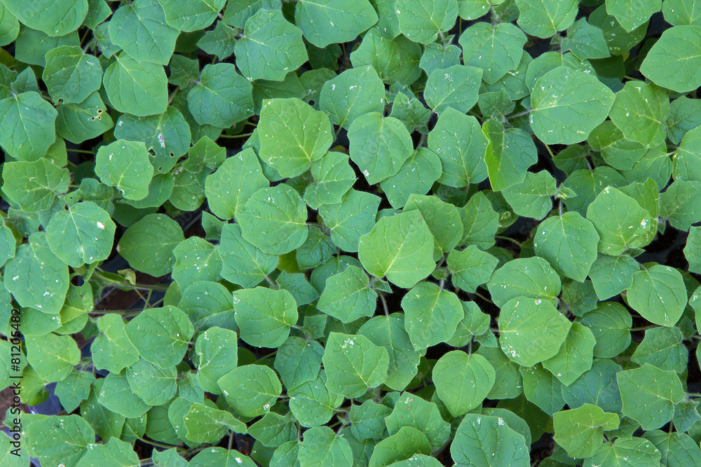 Baby Vegetables ,Potted seedlings growing in peat moss pots Baby Vegetables ,Potted seedlings growing in peat moss pots