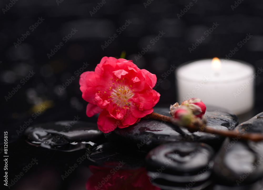 Spring blossom with white candle on black stones Spring blossom with white candle on black stones