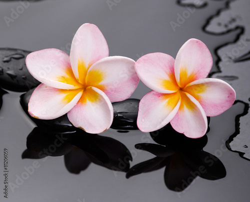 frangipani with therapy stones