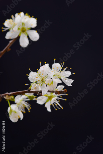 Fototapeta Naklejka Na Ścianę i Meble -  cherry blossom sakura on black background