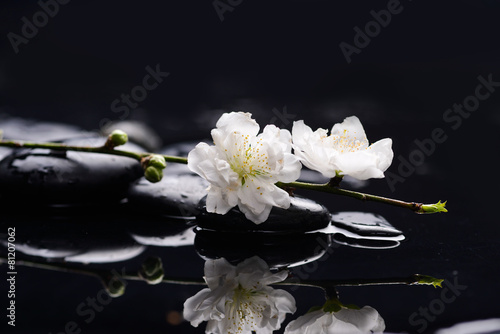 still life with pebble and with cherry blossom water drops