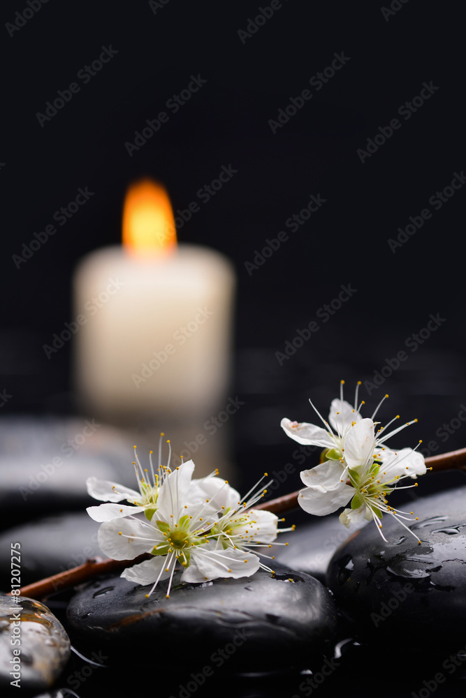 branch with blossoms. with white candle on black stones