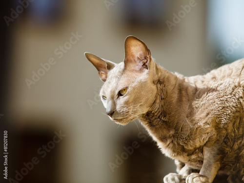 Obraz na płótnie Animals at home. Egyptian mau cat