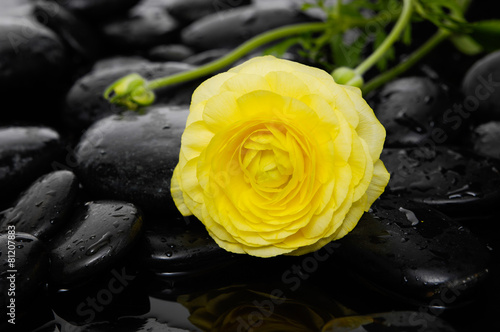 Lying down yellow ranunculus with bud and therapy stones