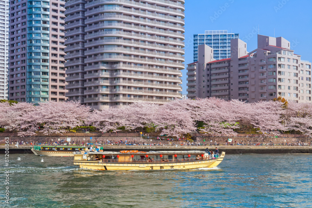 Fototapeta premium 桜並木と屋形船
