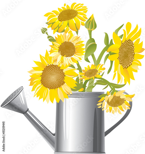 Fototapeta Naklejka Na Ścianę i Meble -  Sunflowers in water can