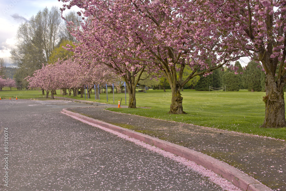 Spring blooms pink row trees in a park.