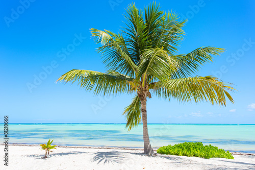 Palm tree on exotic tropical beach
