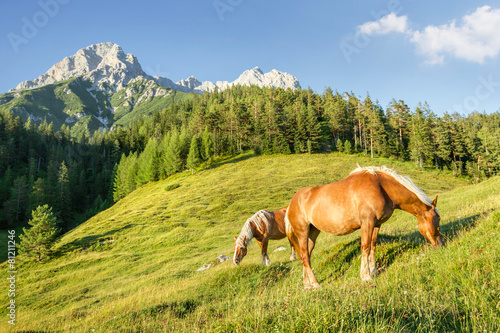 Fotografie Mountain pasture with horses