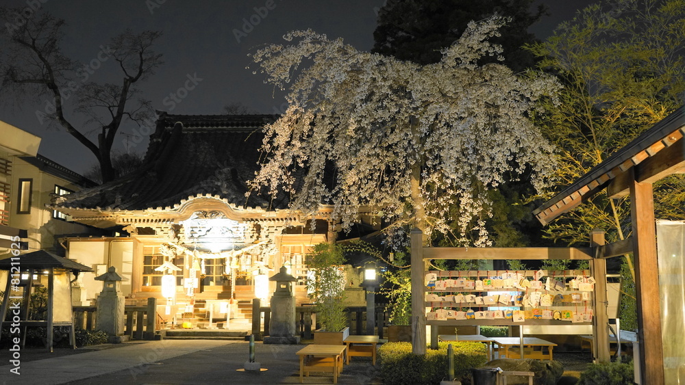 Cherry blossoms at  Maebashi tousyouguu shrine