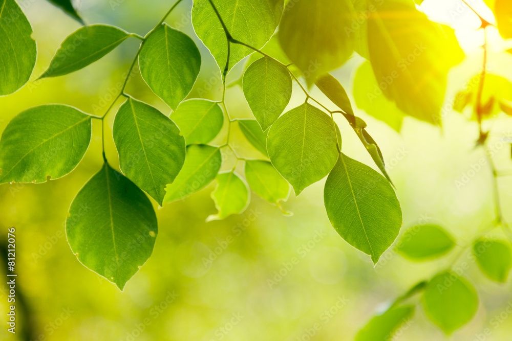 Green leaves glowing Green leaves glowing